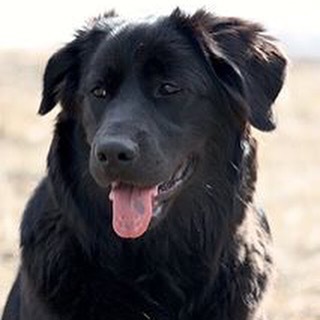 Entry image for Luna. Clicking this image will show a larger photo