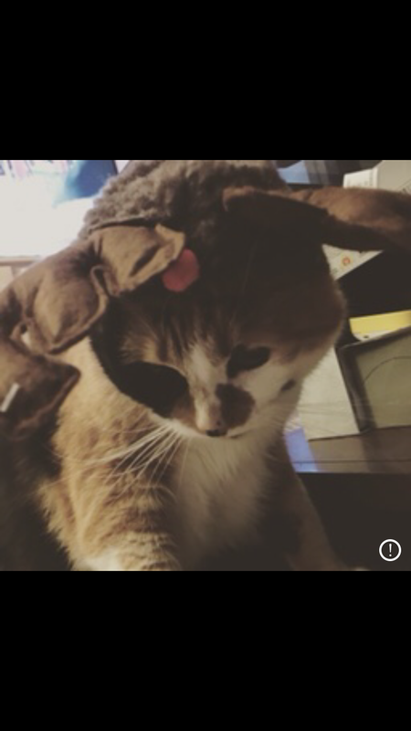 Entry image for Mika. Clicking this image will show a larger photo