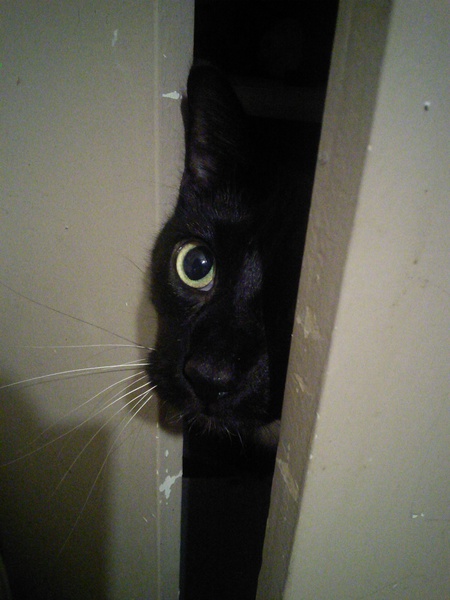 Entry image for Socks. Clicking this image will show a larger photo