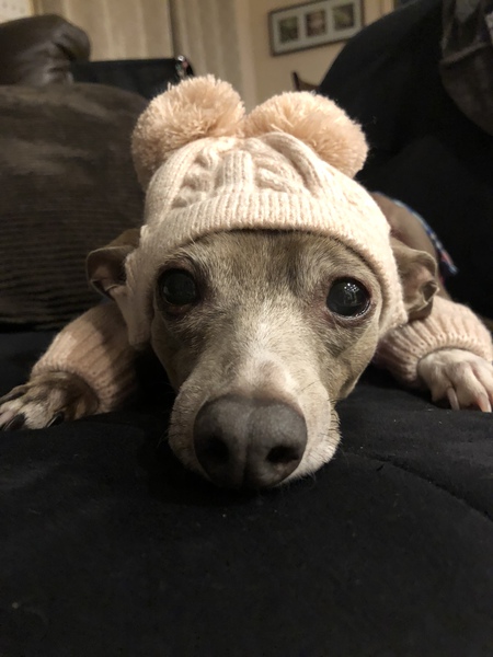 Entry image for Mocha . Clicking this image will show a larger photo