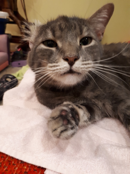 Entry image for Samwise. Clicking this image will show a larger photo