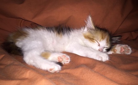 Entry image for Callie. Clicking this image will show a larger photo