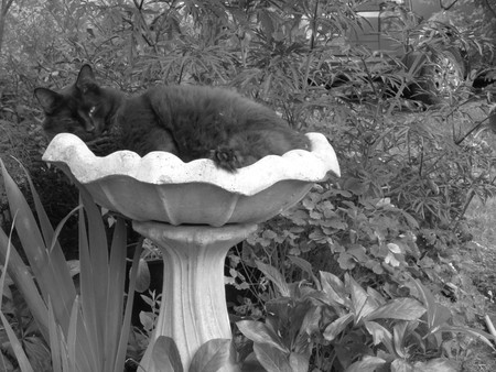 Entry image for Leo. Clicking this image will show a larger photo