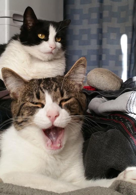 Entry image for Freddie Mousenipper. Clicking this image will show a larger photo