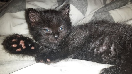 Entry image for Bijou. Clicking this image will show a larger photo