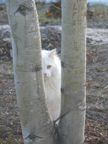 Entry image for Steve. Clicking this image will show a larger photo