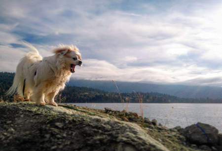 Entry image for George. Clicking this image will show a larger photo