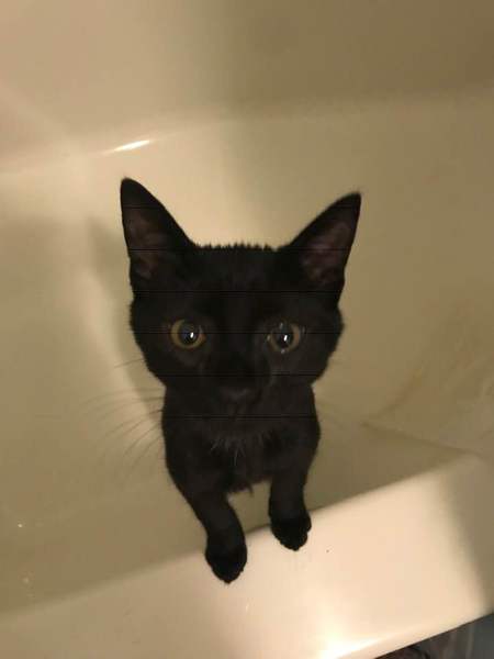 Entry image for Zorro. Clicking this image will show a larger photo