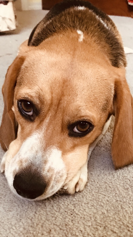 Entry image for Peaches. Clicking this image will show a larger photo