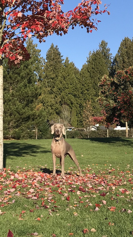 Entry image for George. Clicking this image will show a larger photo