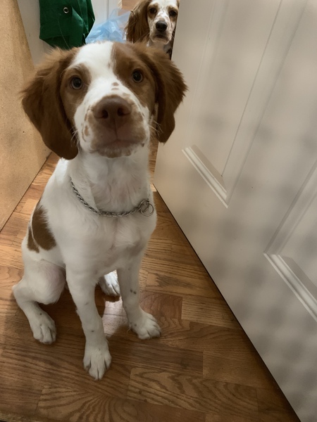 Entry image for Vix. Clicking this image will show a larger photo