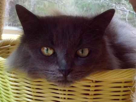 Entry image for Sadie. Clicking this image will show a larger photo