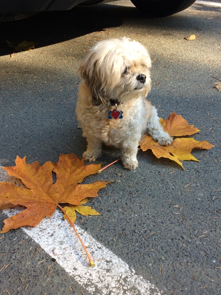 Sir Bailey bark-a-lot