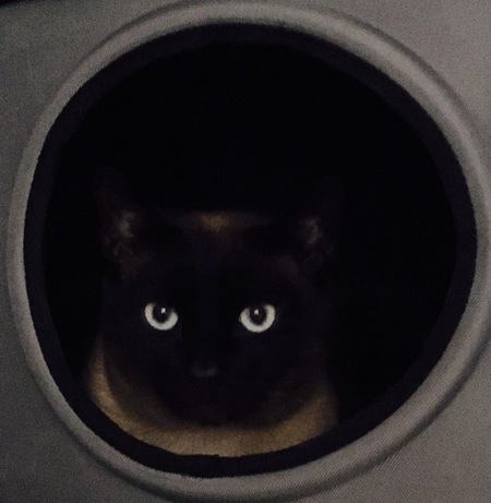 Finn