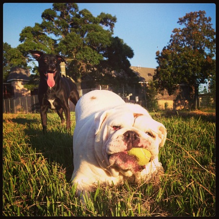 Boss & Lucille
