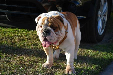 Angus