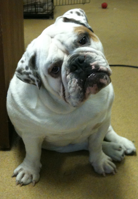 Dozer