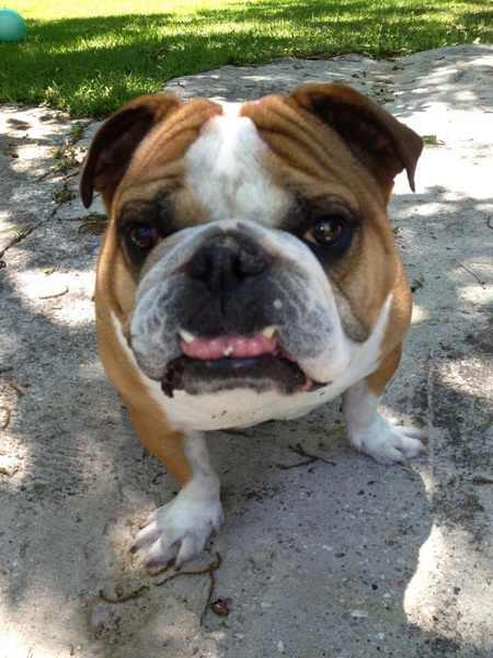Bruno