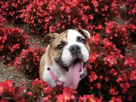 Lola Belle