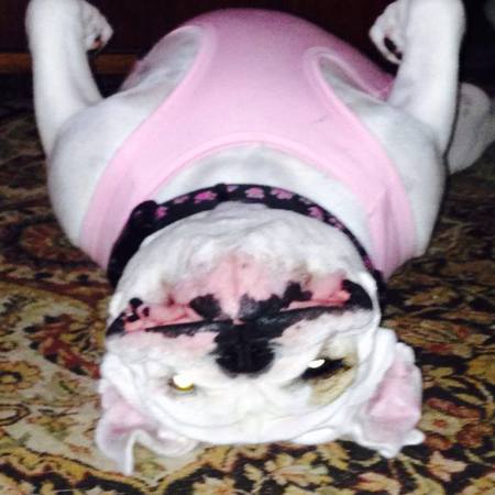 Miss Wiggles