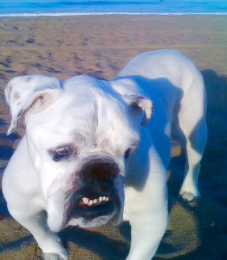 Sparky