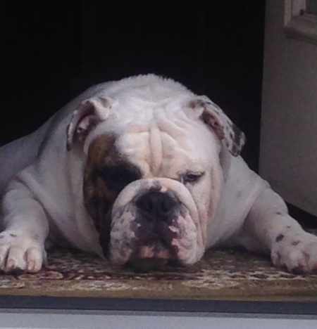 Winston