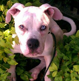 Ziggy