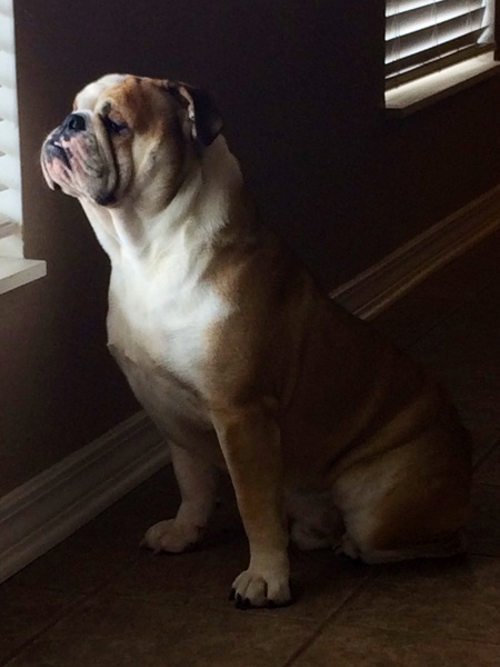 Bowser 