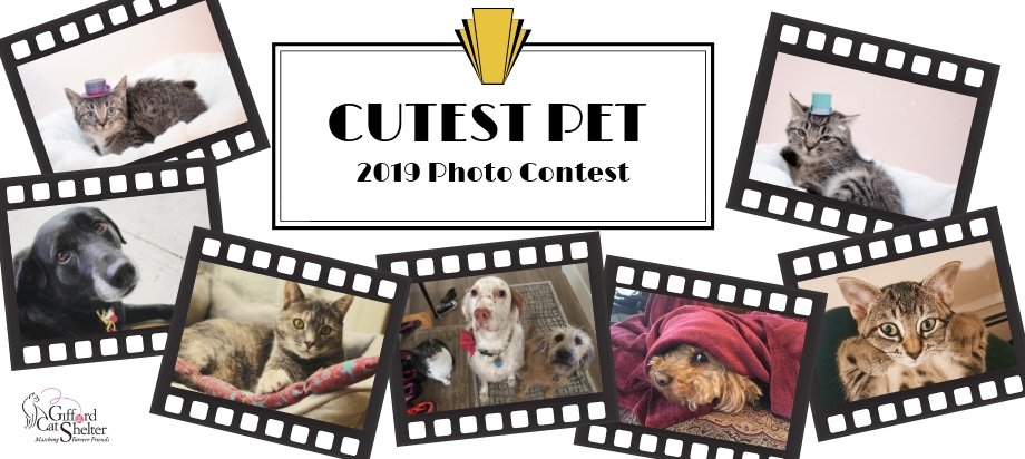 Banner for A Feline Affair to Remember: Cutest Pet Contest