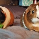 Entry image for Nagini and Nyla
