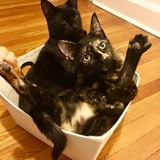 Entry image for Nemo (black) and Addie (tortie)
