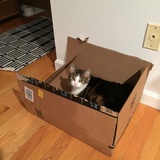 Entry image for Maisie