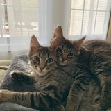 Entry image for Maximus and Zeus