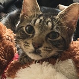 Entry image for Charlie 