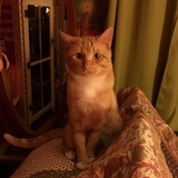 Entry image for Jazzpurr 