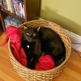 Entry image for Pico