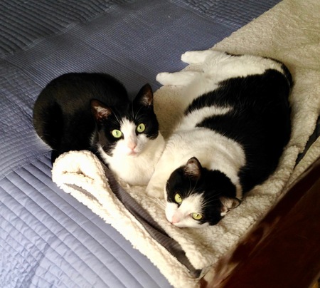Entry image for Cinder and Ashley. Clicking this image will show a larger photo