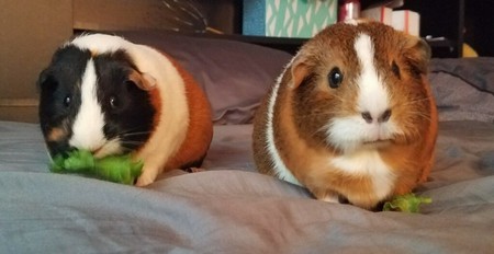 Entry image for Nagini and Nyla. Clicking this image will show a larger photo
