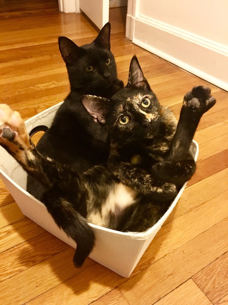 Entry image for Nemo (black) and Addie (tortie). Clicking this image will show a larger photo