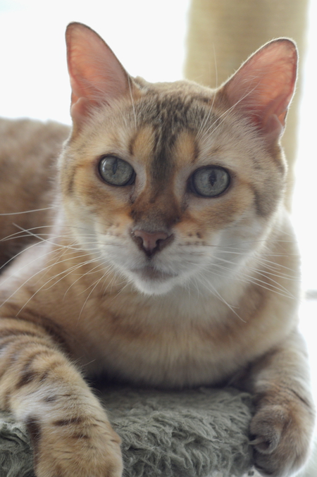 Entry image for Sheba. Clicking this image will show a larger photo