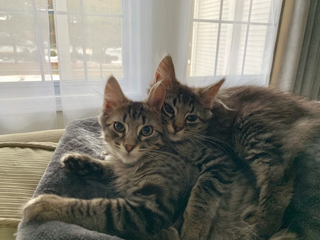 Entry image for Maximus and Zeus. Clicking this image will show a larger photo
