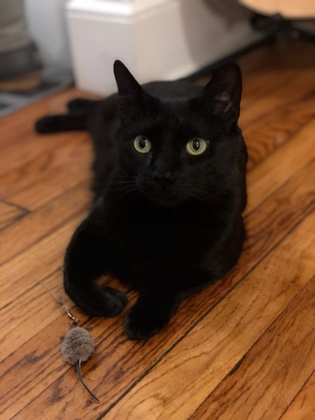 Entry image for Louie. Clicking this image will show a larger photo