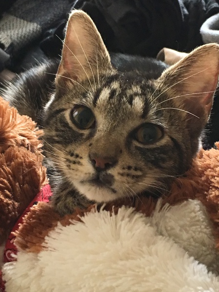 Entry image for Charlie . Clicking this image will show a larger photo