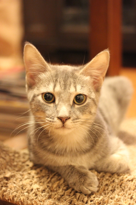 Entry image for Coco. Clicking this image will show a larger photo