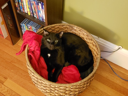 Entry image for Pico. Clicking this image will show a larger photo
