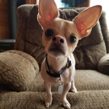 Entry image for Buddy Burrito 