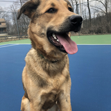 Entry image for Otto