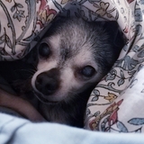 Entry image for Churro