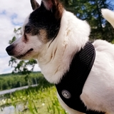 Entry image for Boomer