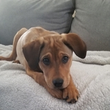 Entry image for Stella Mae